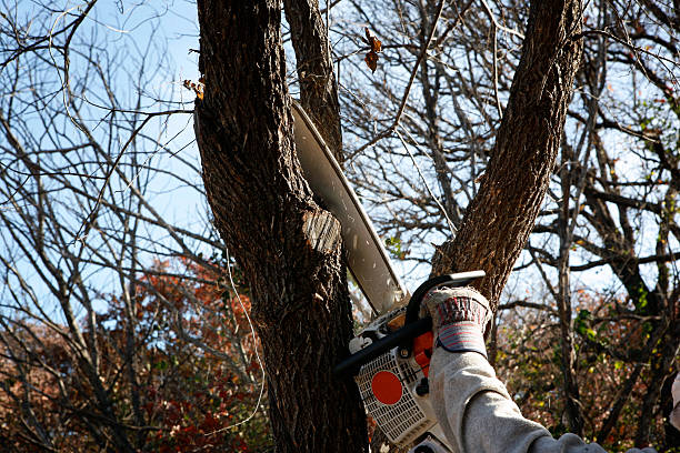 Best Hedge Trimming  in Hanahan, SC