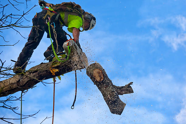 Best Commercial Tree Services  in Hanahan, SC