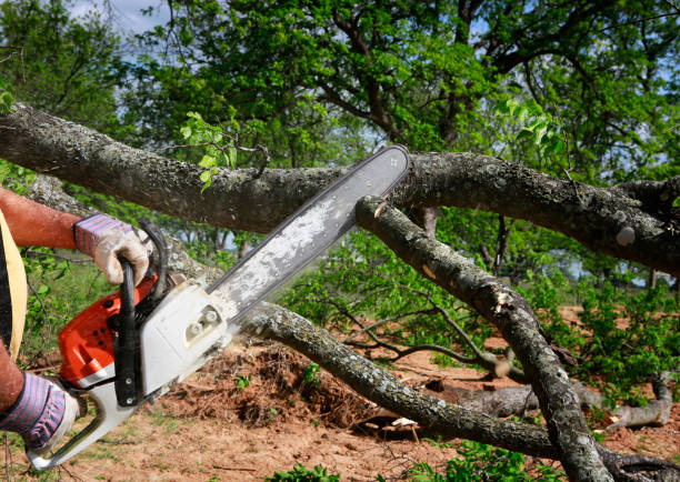 Best Lawn Disease Treatment  in Hanahan, SC